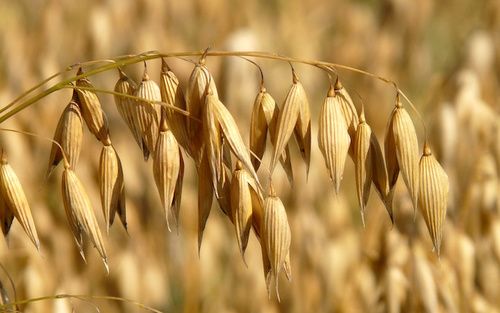 affettare i biscotti di crusca di frumento